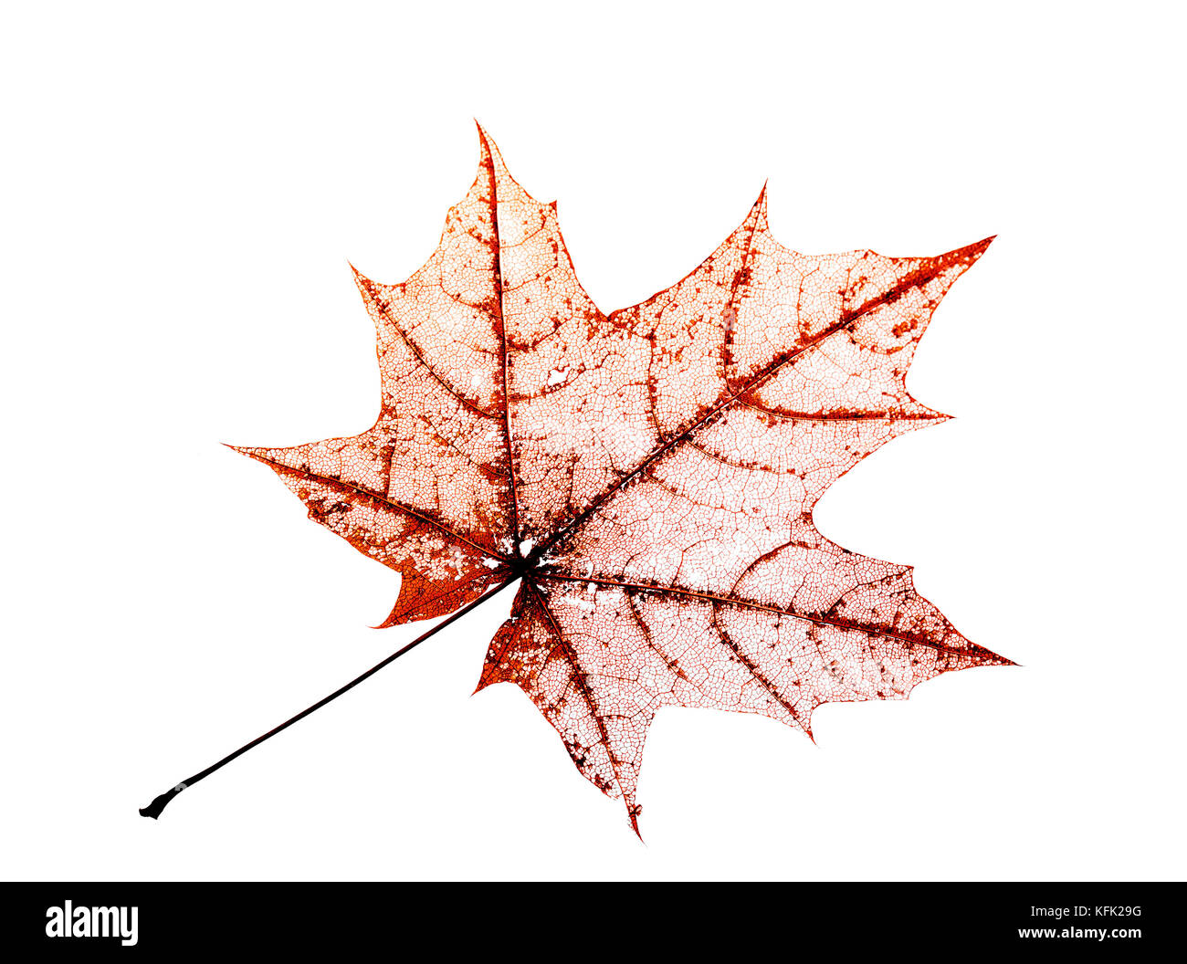 openwork translucent skeleton leaf of the maple on white background Stock Photo