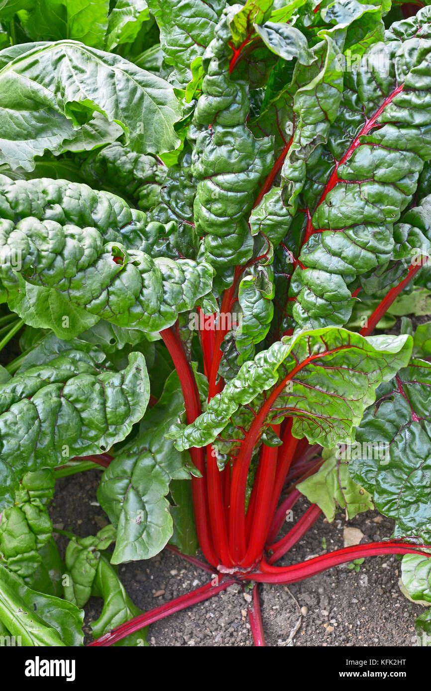Leafy green Chard growing in an allotment Stock Photo