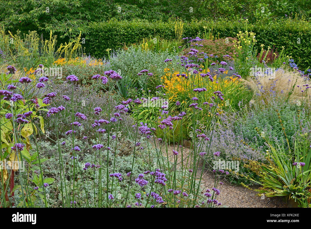 Garden flower border with flowering Verbena Bonariensis, Crocosmia and Verbascum making a colourful display Stock Photo