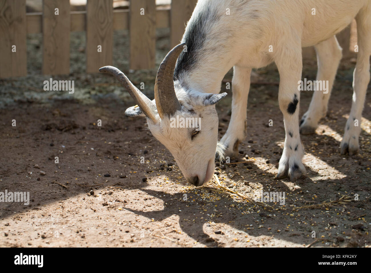 Young white goat eating Stock Photo