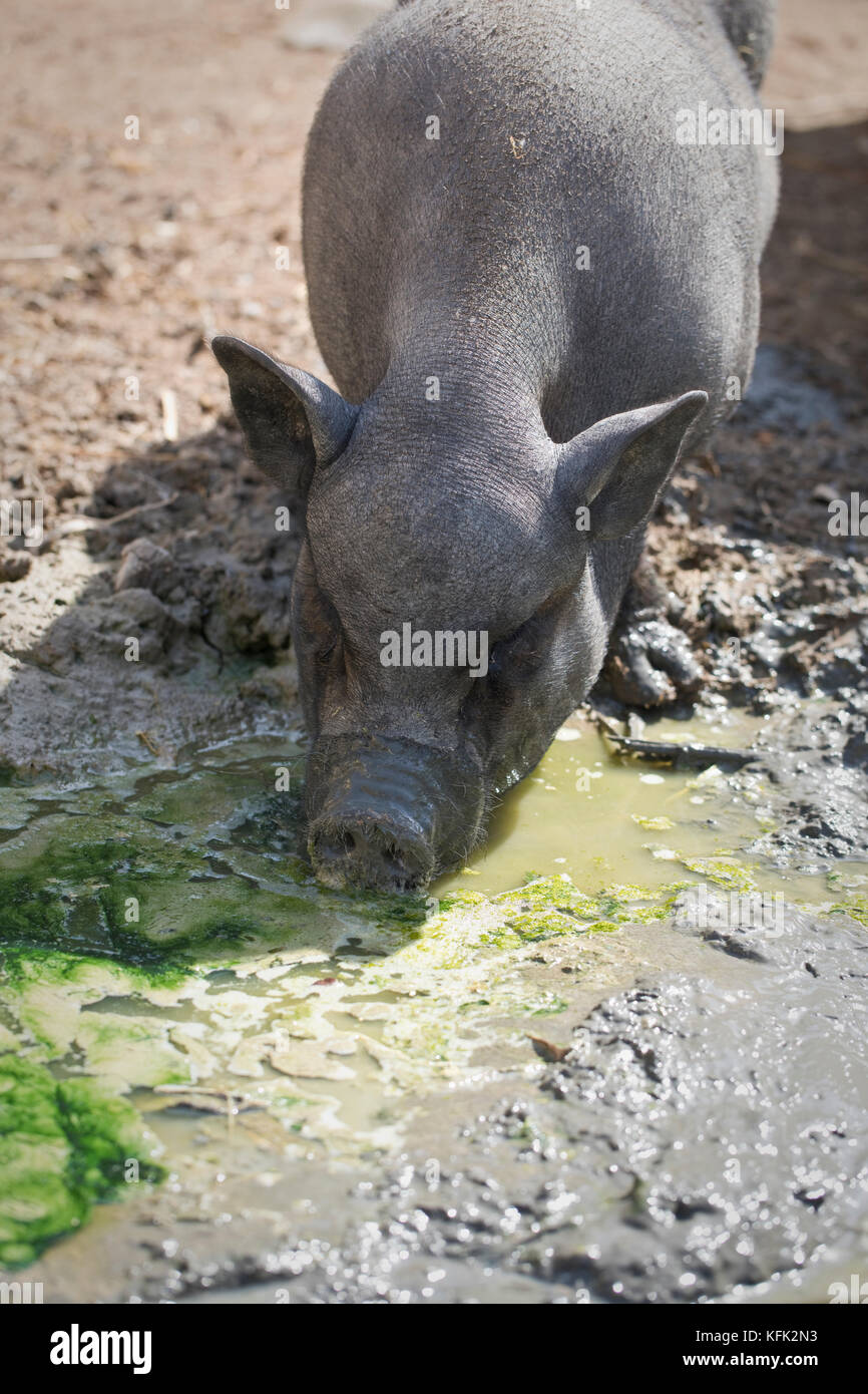 Vietnamese Pot-Bellied pig in mud Stock Photo