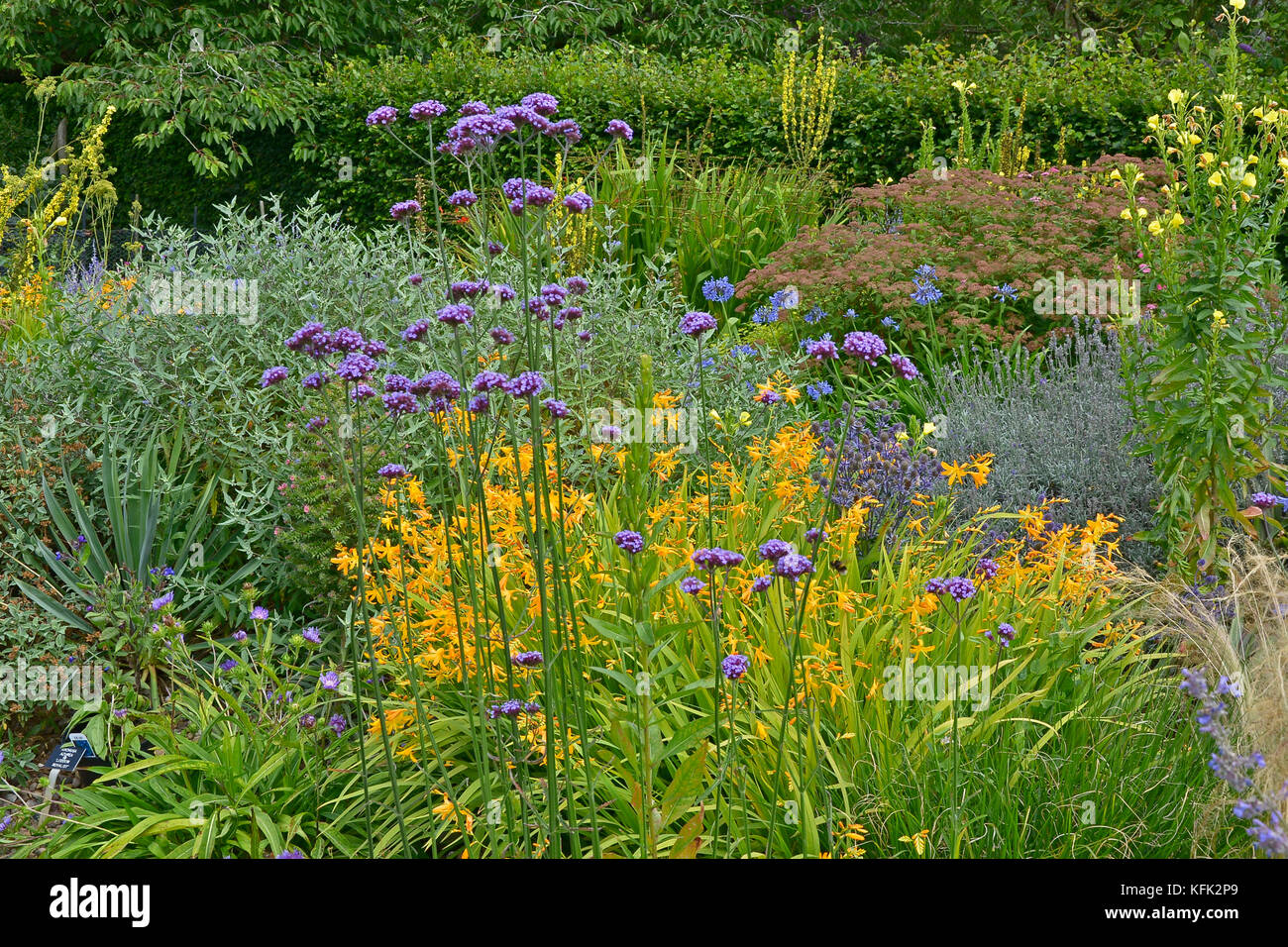 Garden flower border with Verbena Bonariensis, Crocosmia and Verbascum making a colourful display Stock Photo
