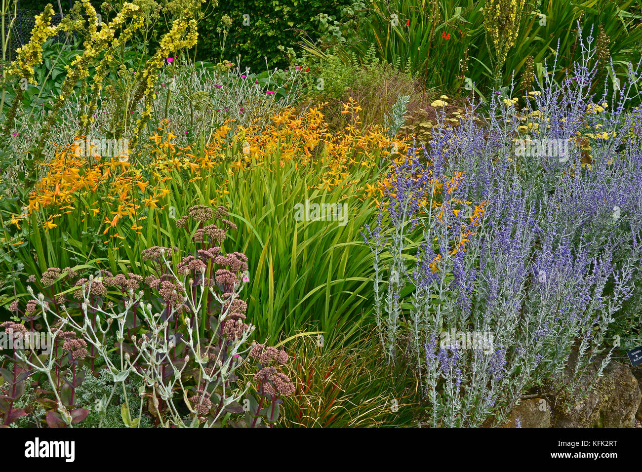 Garden flower border with Perovskia, Crocosmia and Verbascum making a colourful display in late summer Stock Photo