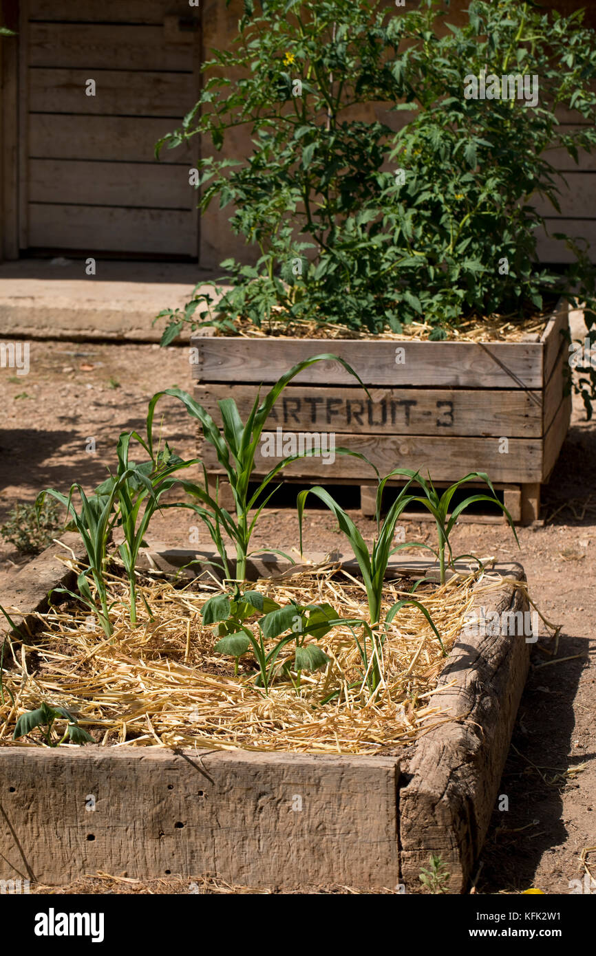 Maize plants growing in a raised bed in a garden, Spain Stock Photo