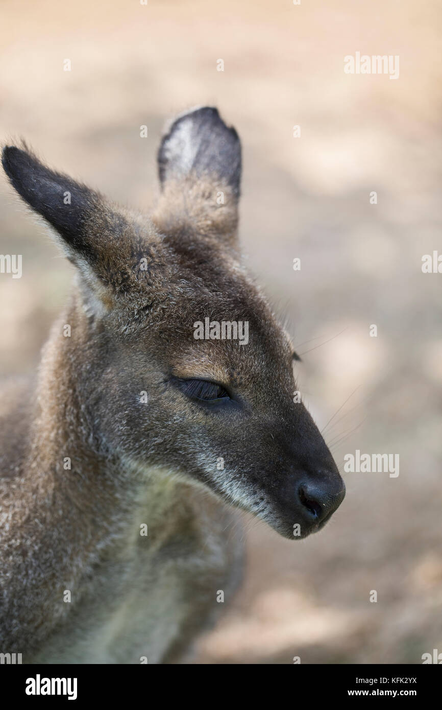 Portrait of a Wallaby in captivity, Spain Stock Photo