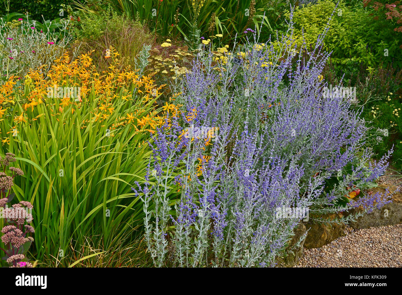 Garden flower border with Perovskia, Crocosmia and Verbascum making a colourful display Stock Photo