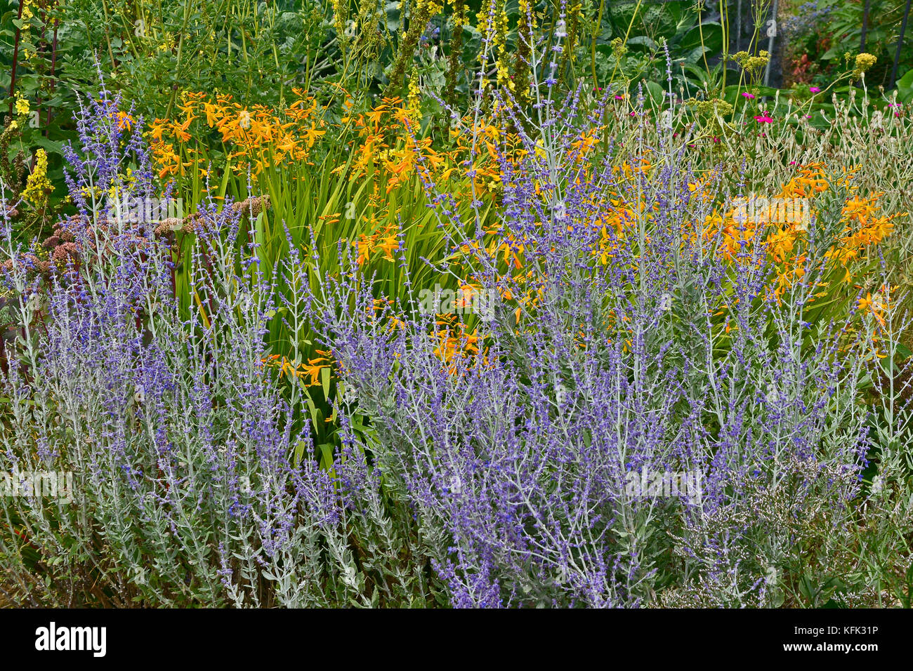 Garden flower border with Perovskia, Crocosmia making a colourful display Stock Photo