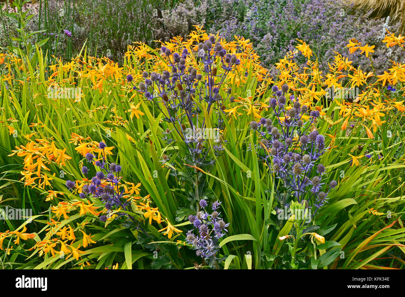 Garden flower border with Crocosmia and Eryngium making a colourful display Stock Photo