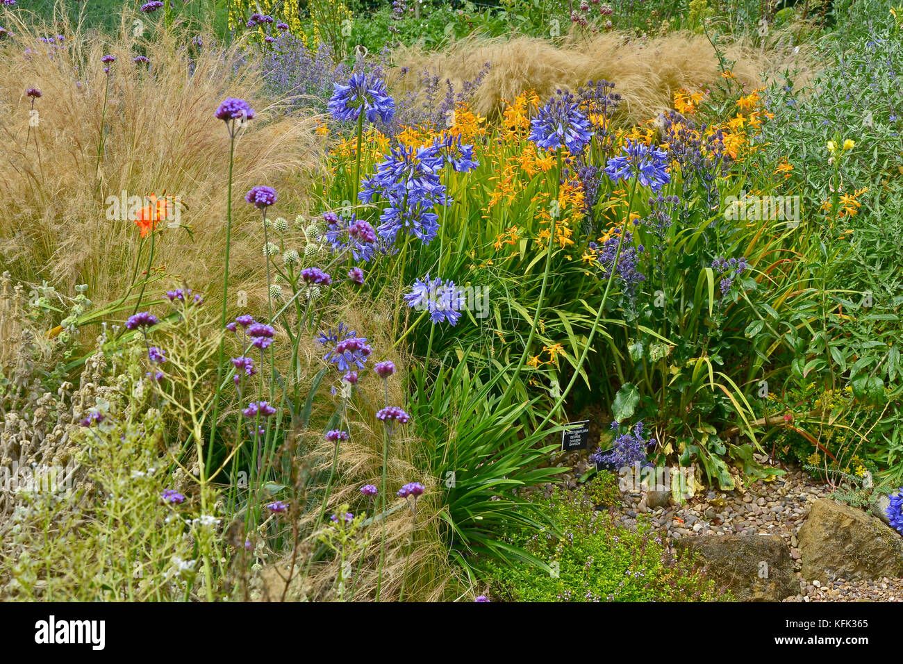 Garden flower border with flowering Verbena Bonariensis, Crocosmia and Agapanthus making a colourful display Stock Photo