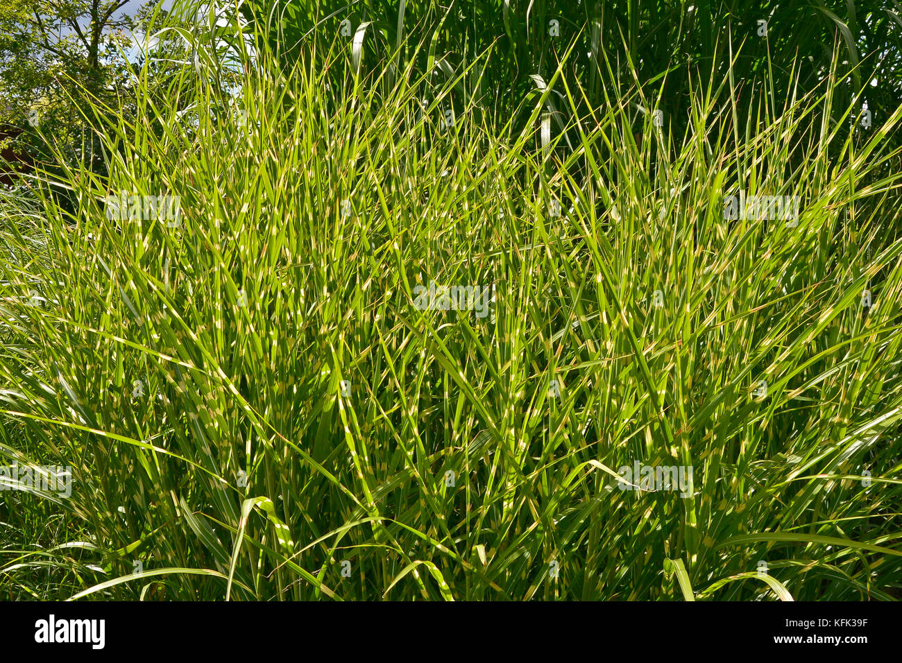 Grass Miscanthus sinensis 'Zebrinus' growing in an area of assorted grasses Stock Photo