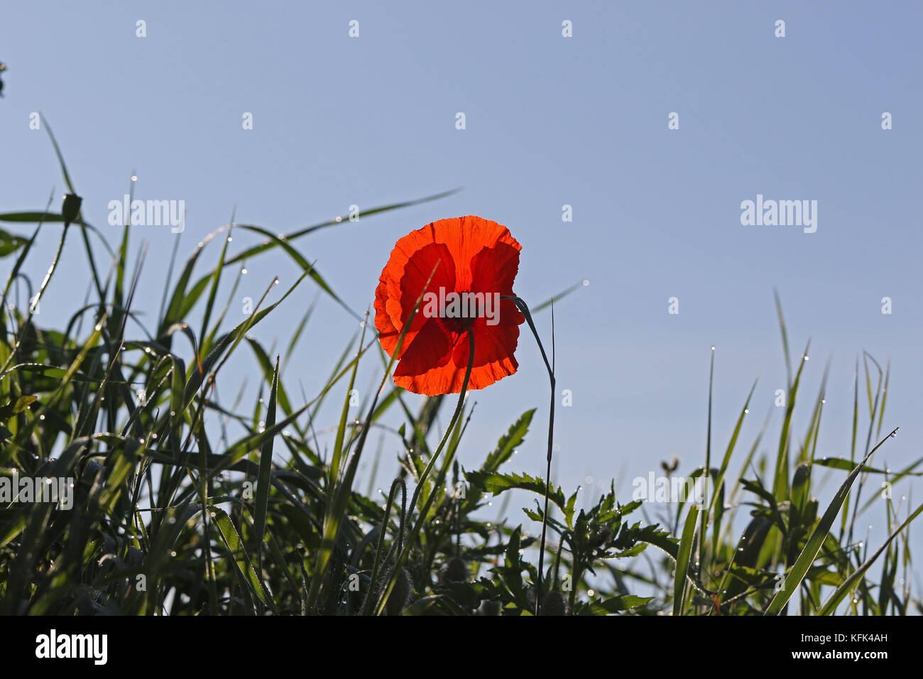 Poppy flower or papaver dubium with the light behind in Italy in Springtime remembrance flower first world war Stock Photo