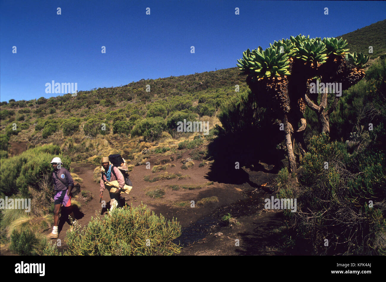 Giant Groundsels abounds near the path going to the top, Mt. Kilimanjaro National Park, Tanzania Stock Photo