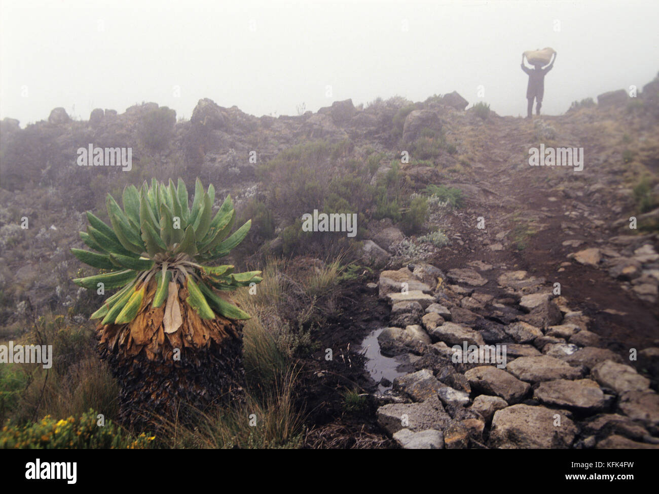 Porter on the path to Mt. Kilimanjaro on a misty morning, a small groundsell can be seen on the left, Tanzania Stock Photo