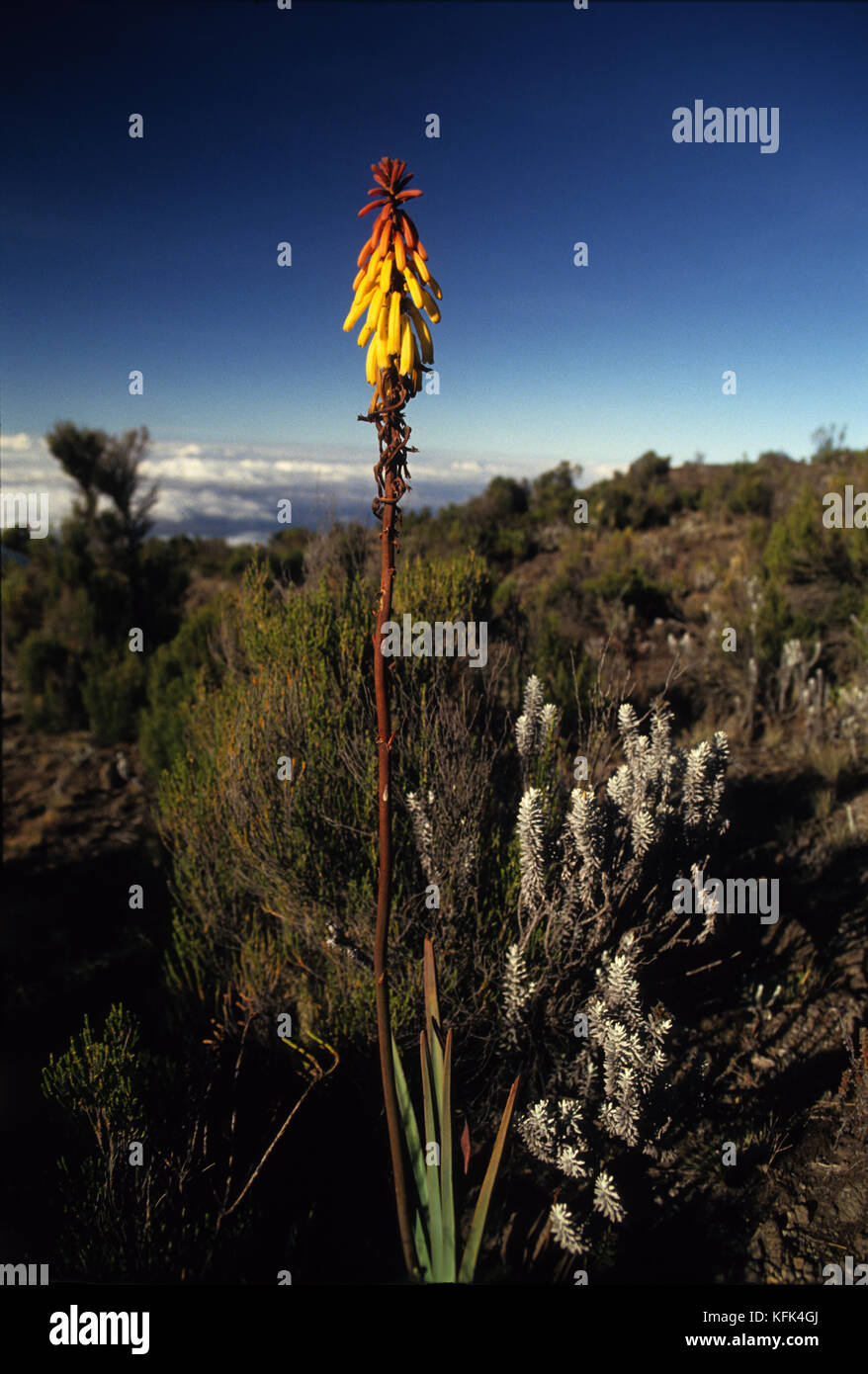 Red Hot Poker flower on the path to Mt. Kilimanjaro, Tanzania Stock Photo