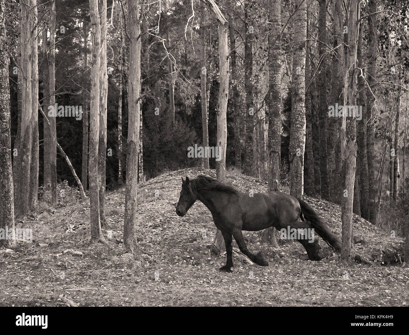 Häst / horse Stock Photo