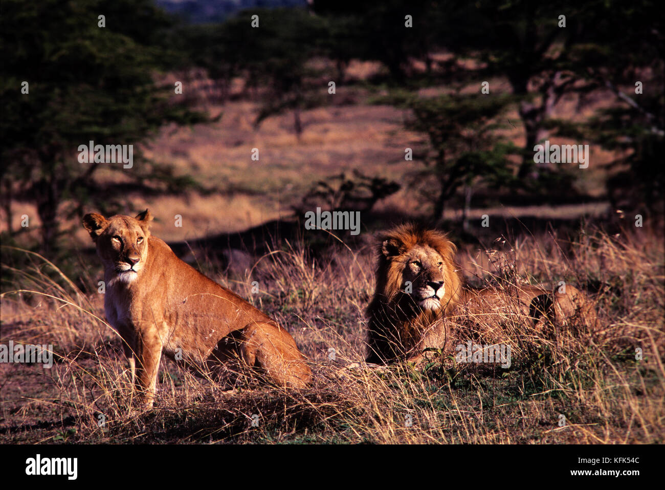 Lion (Panthera leo) couple near Leopard Gorge in Masai Mara Game ...