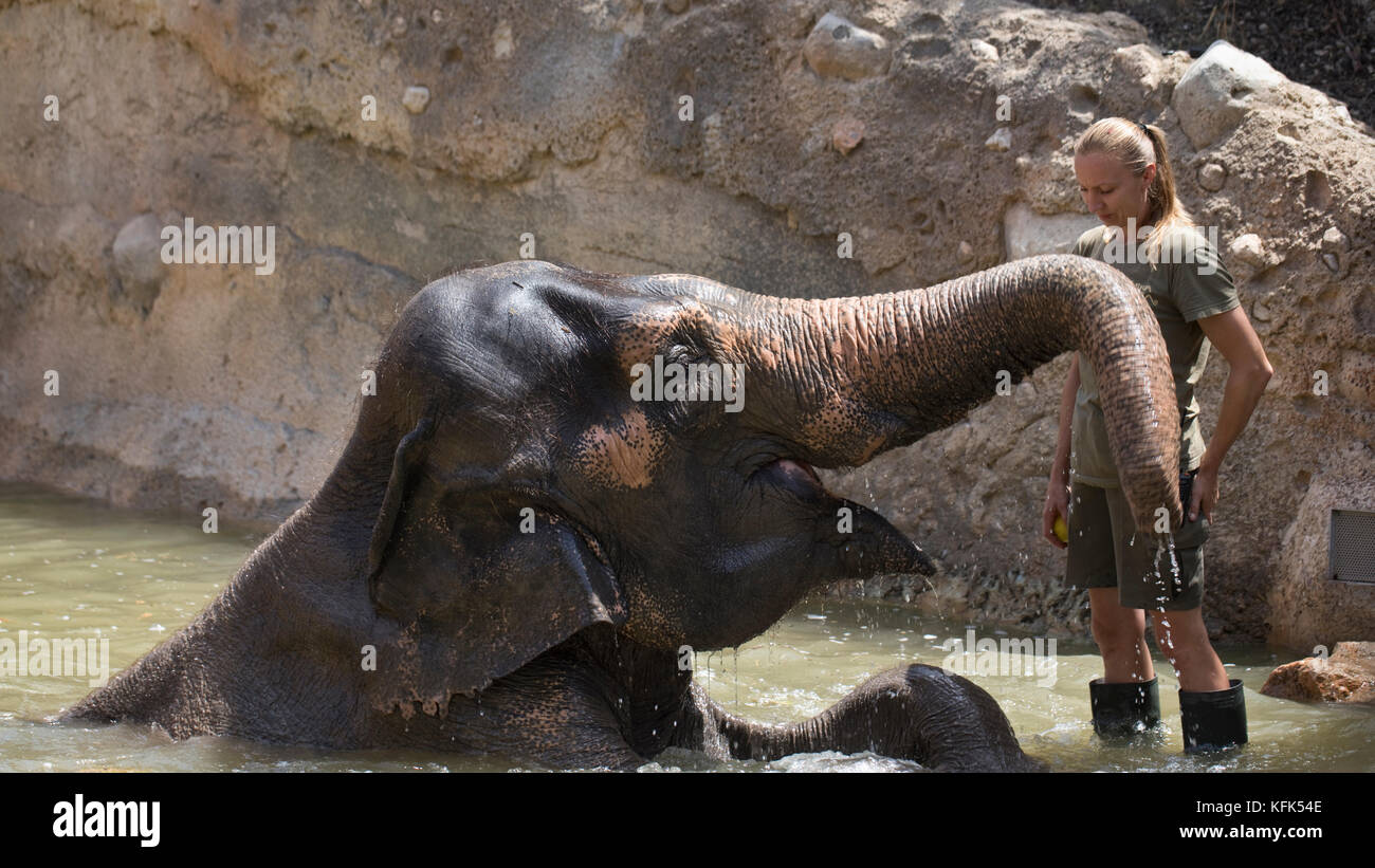 Female Zoo-keeper feeding an elephants apples in captivity, Spain Stock Photo
