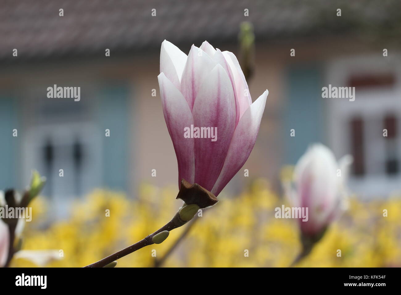 Magnolia / Magnolia - Very beautiful spring flowers Stock Photo - Alamy