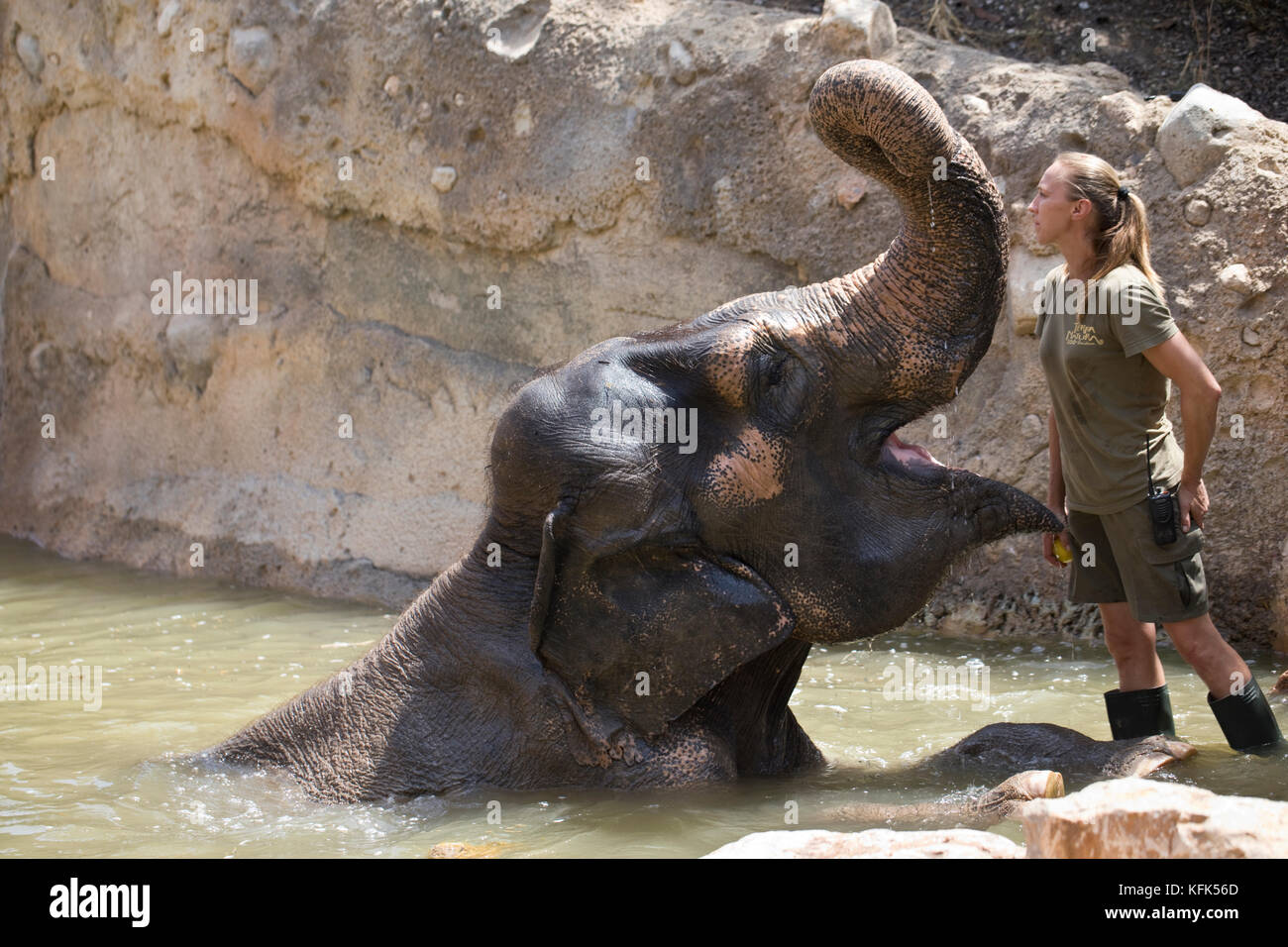 Female Zoo-keeper feeding an elephants apples in captivity, Spain Stock Photo