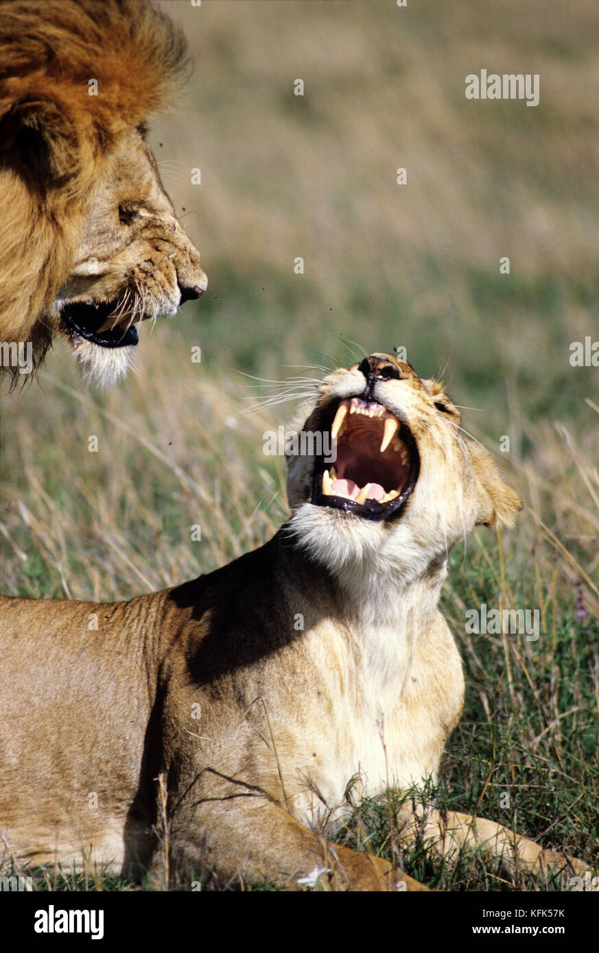 Lions (Panthera leo) mating, Masai Mara Game Reserve, Kenya Stock Photo ...