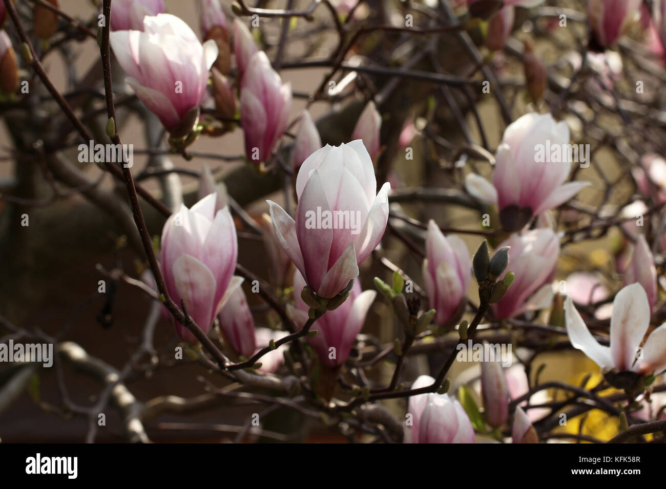 Magnolia / Magnolia - Very beautiful spring flowers Stock Photo - Alamy