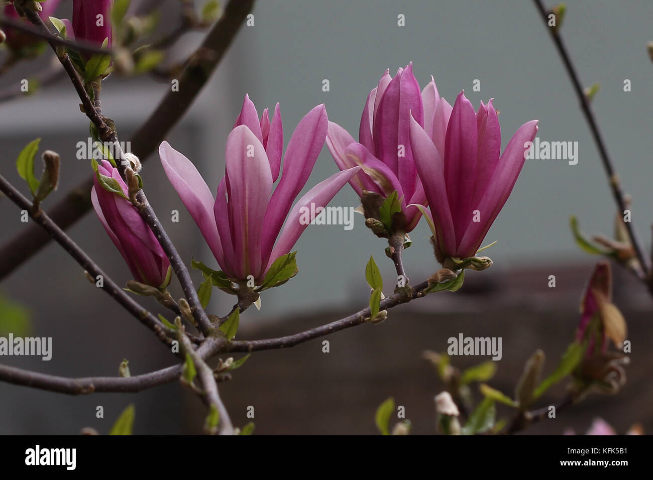 Magnolia / Magnolia - Very beautiful spring flowers Stock Photo - Alamy