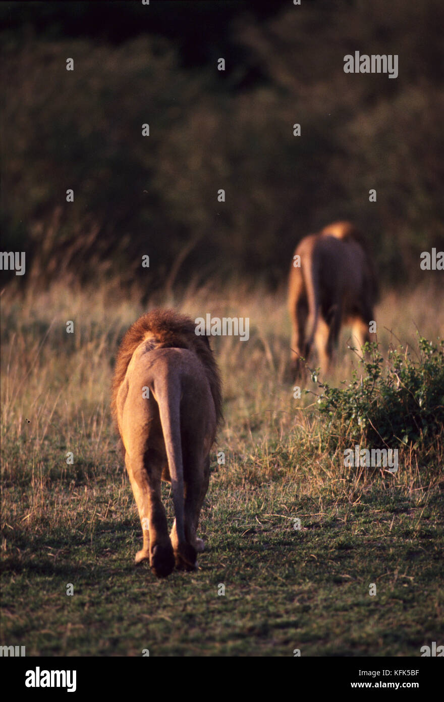 Male lions (Panthera leo) in Masai Mara Game Reserve, Kenya Stock Photo ...