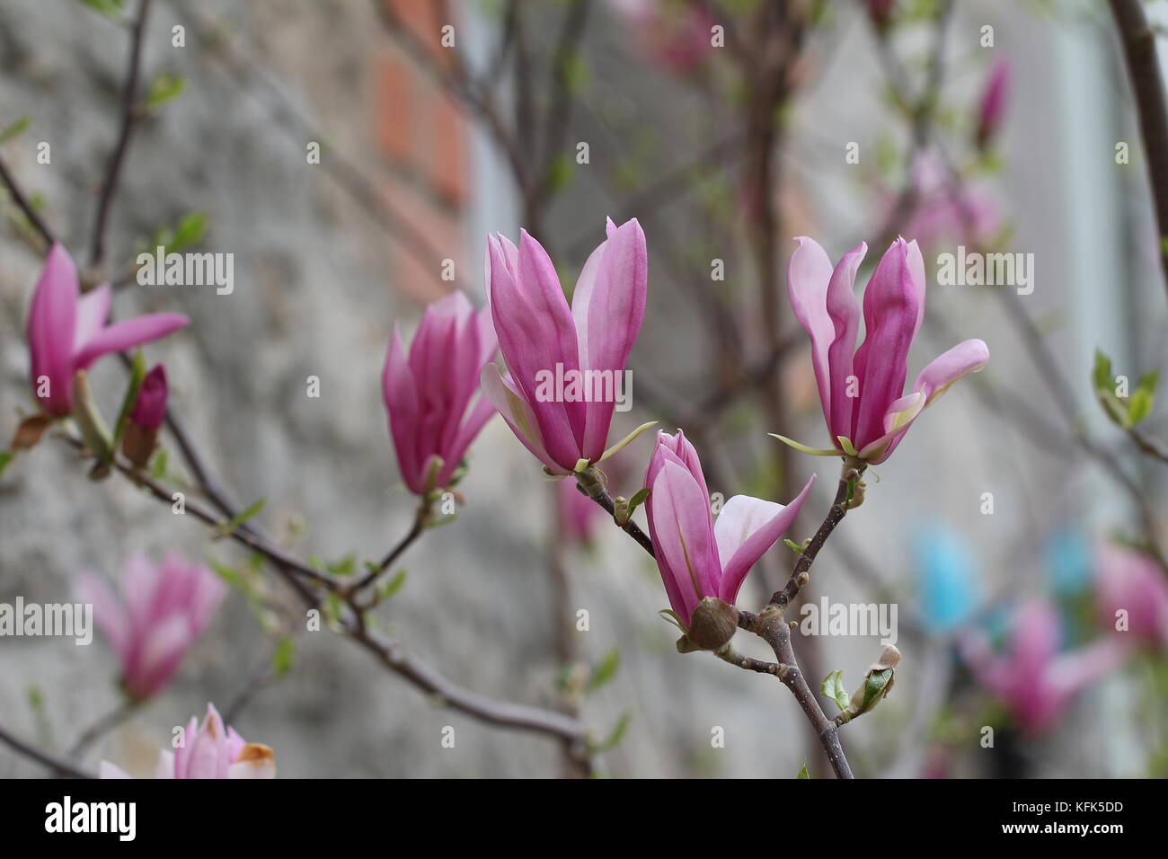 Magnolia / Magnolia - Very beautiful spring flowers Stock Photo - Alamy