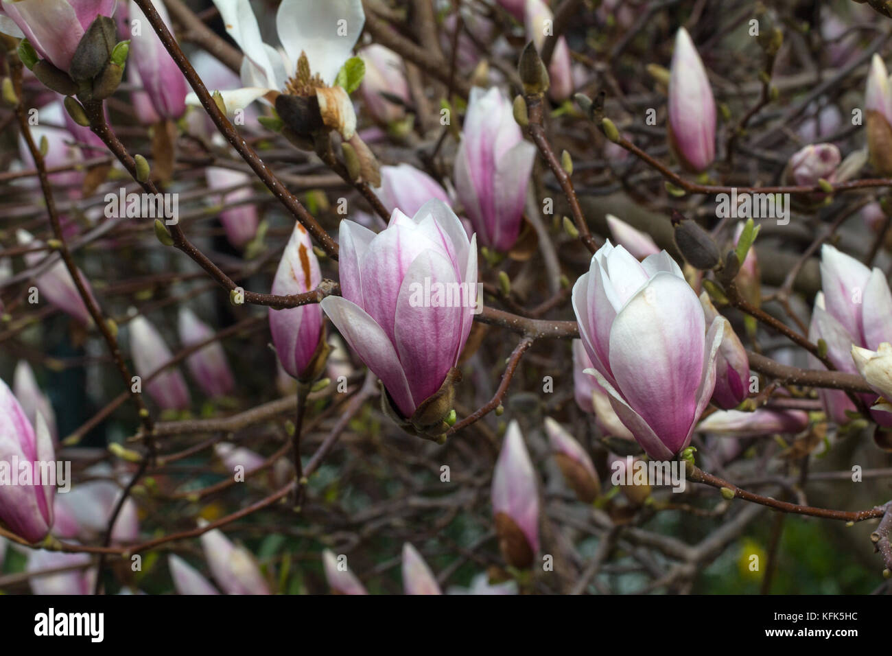 Magnolia / Magnolia - Very beautiful spring flowers Stock Photo - Alamy
