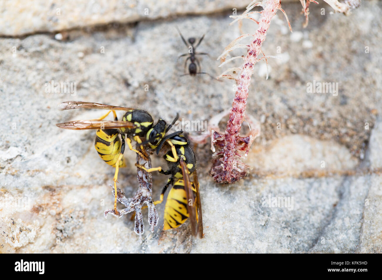 Skeleton of a little reptile, lizard being eaten by wasp and ants