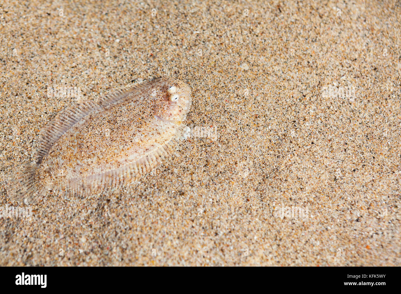 Flat fish camouflage hires stock photography and images Alamy