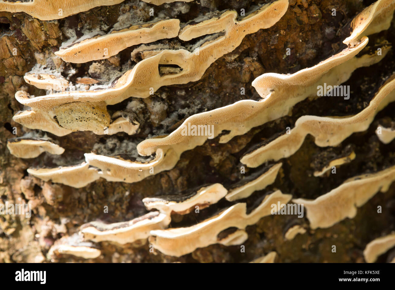 CDlose up of white mushrooms growing on dead wood Stock Photo - Alamy