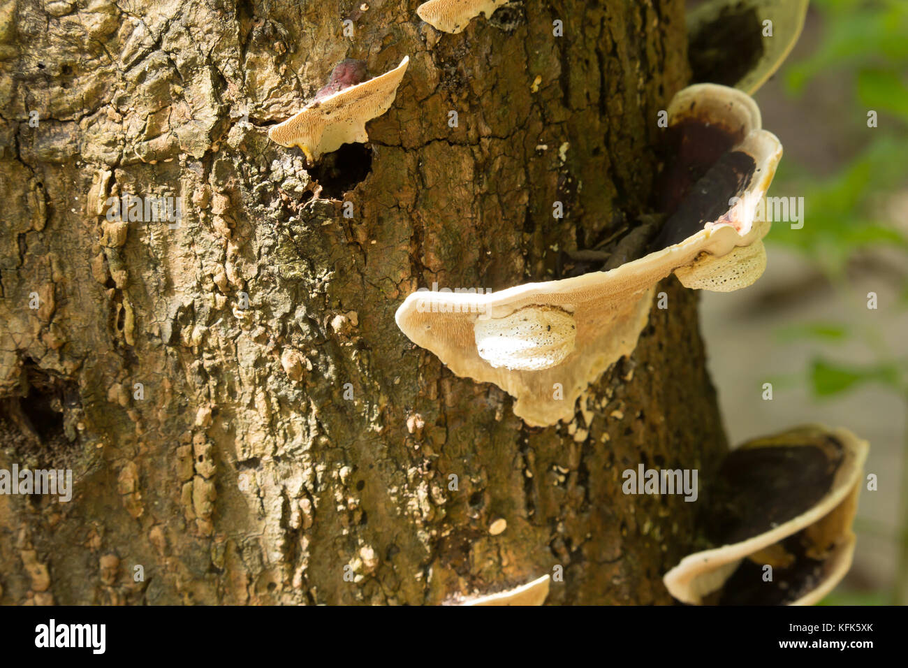 CDlose up of white mushrooms growing on dead wood Stock Photo