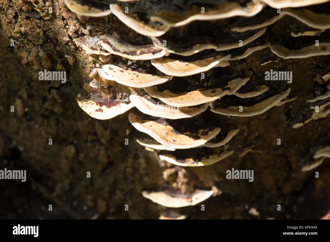 CDlose up of white mushrooms growing on dead wood Stock Photo - Alamy