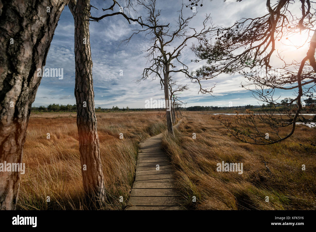 wooden boardwalk path. Part of the Dragonfly nature Trail, Thursley Common, Surrey, UK Stock Photo