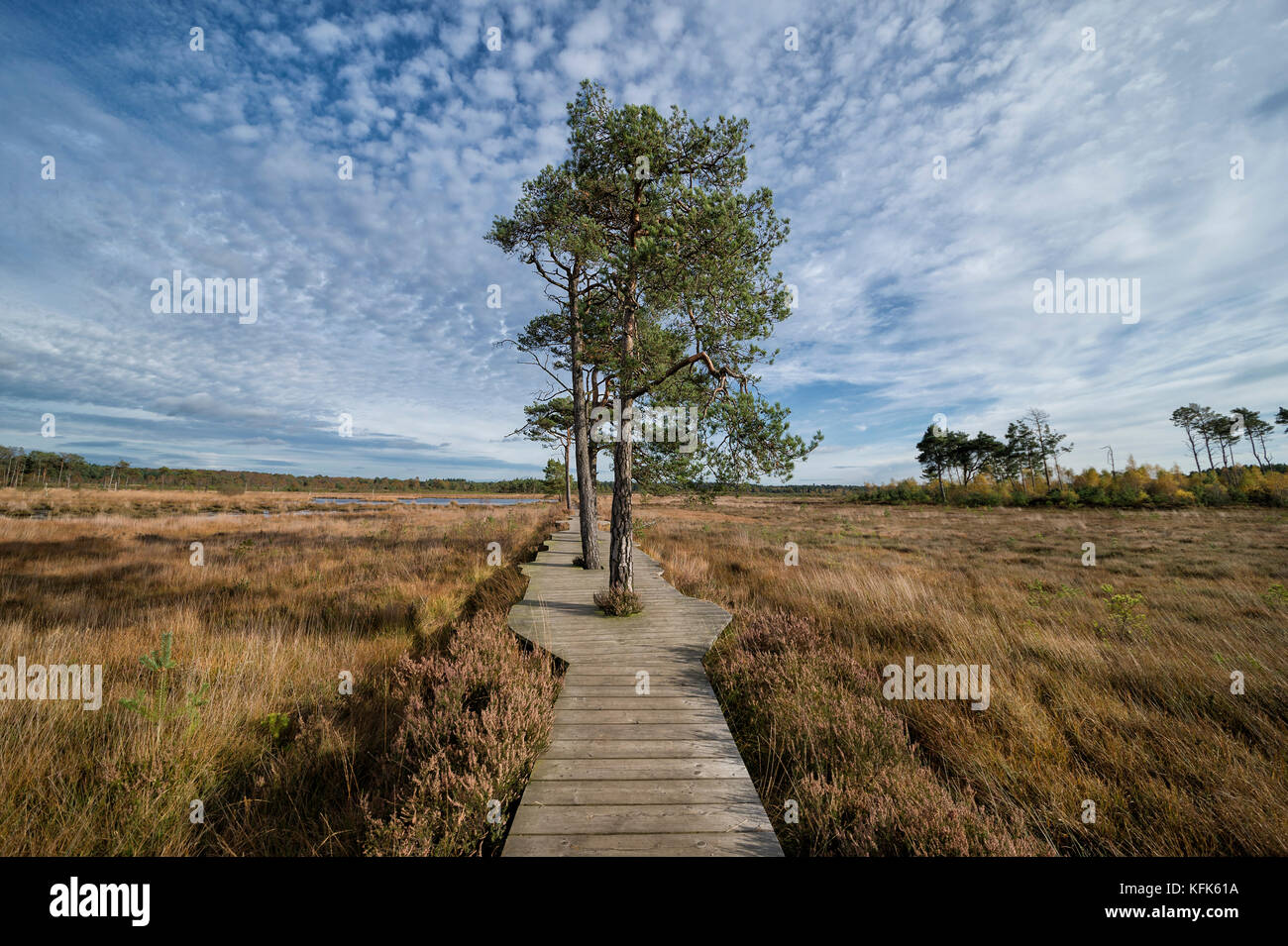 wooden boardwalk path. Part of the Dragonfly nature Trail, Thursley Common, Surrey, UK Stock Photo