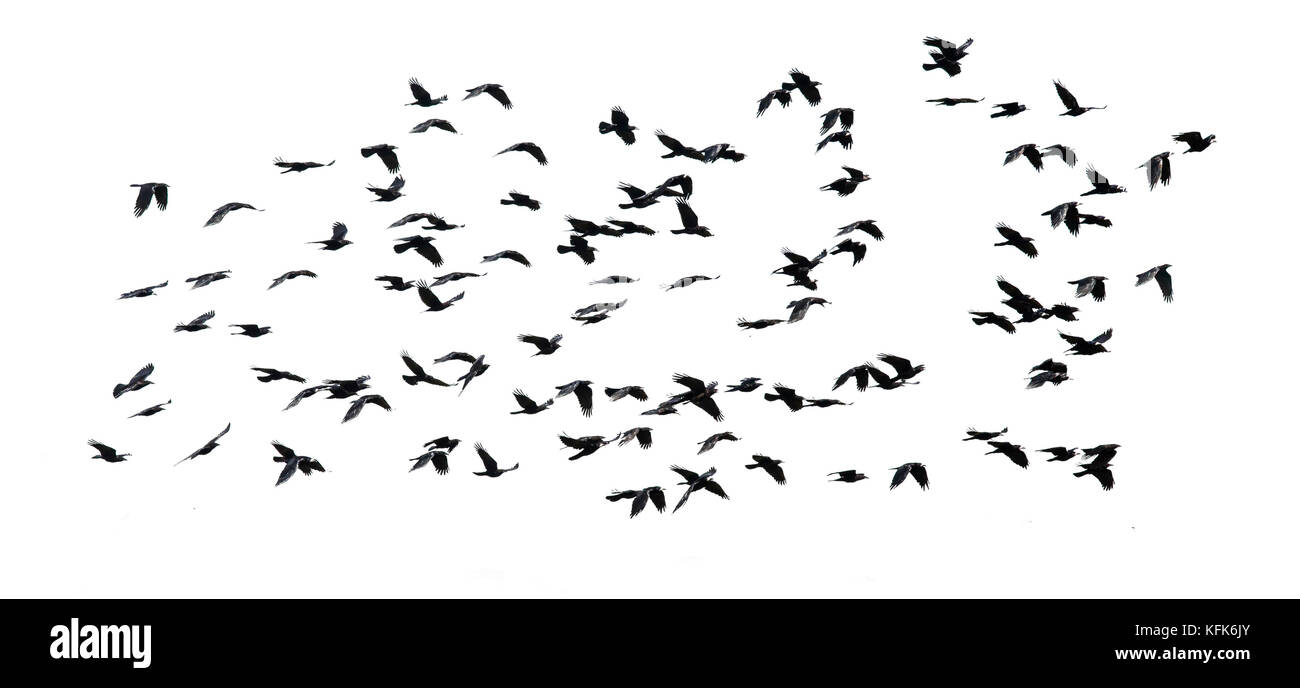 numerous flock of black birds flying isolated on white sky background- Stock Photo