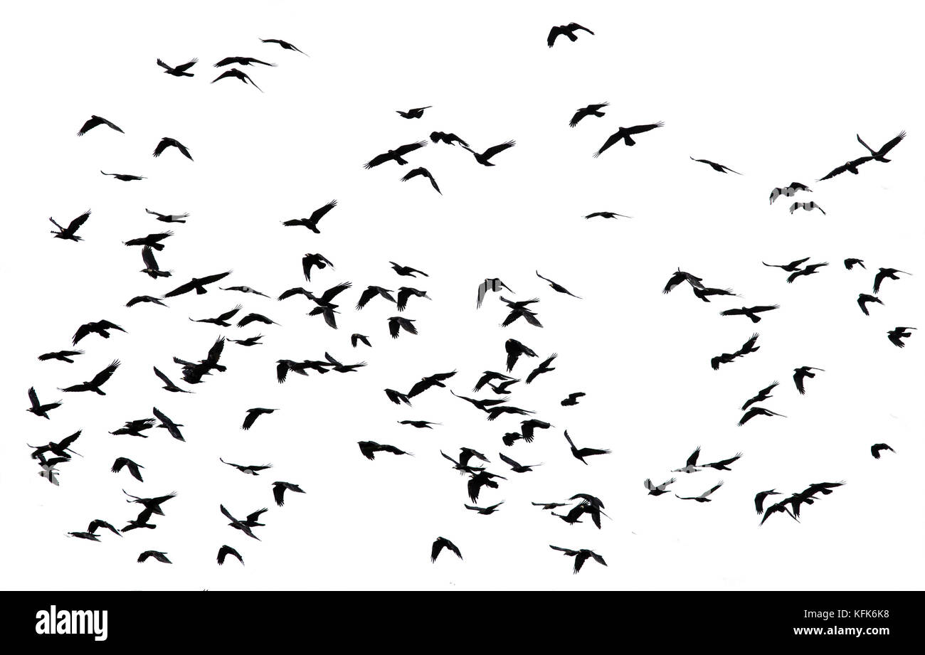 large flock of black birds crows flying on an isolated white background of the sky Stock Photo