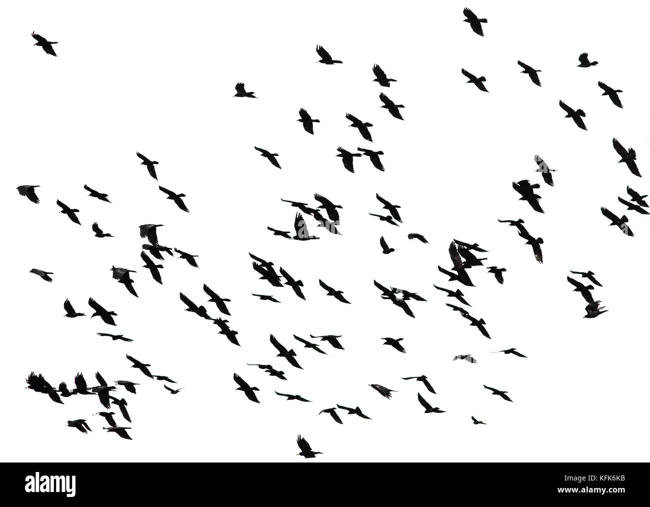 large flock of black birds crows flying on an isolated white background Stock Photo