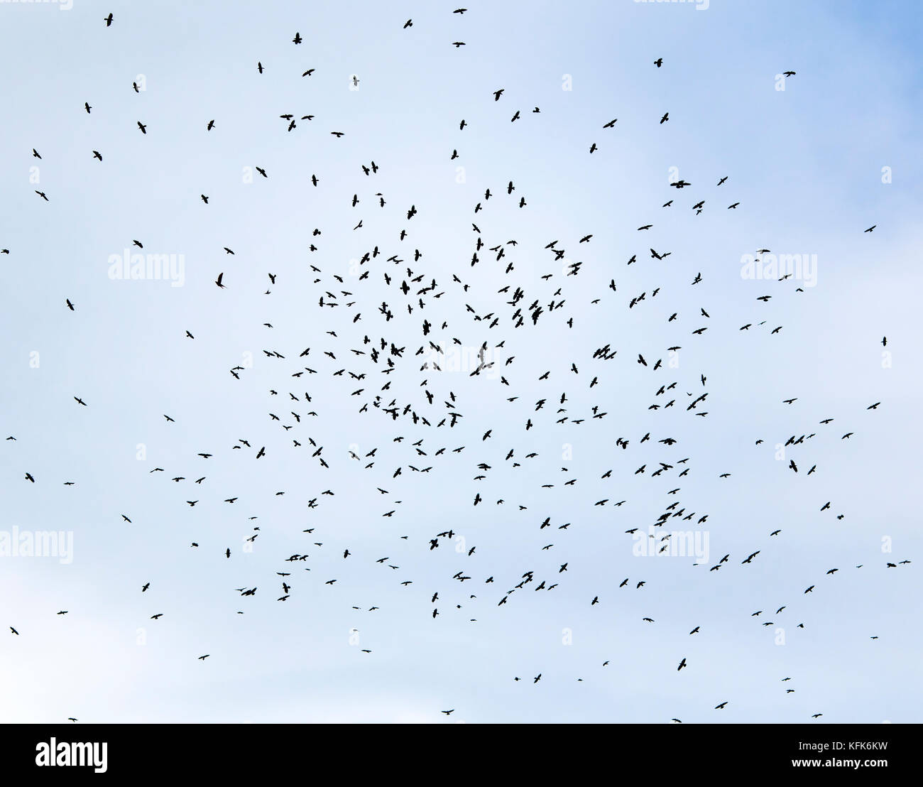 a large flock of black birds, rooks circling high in the blue sky