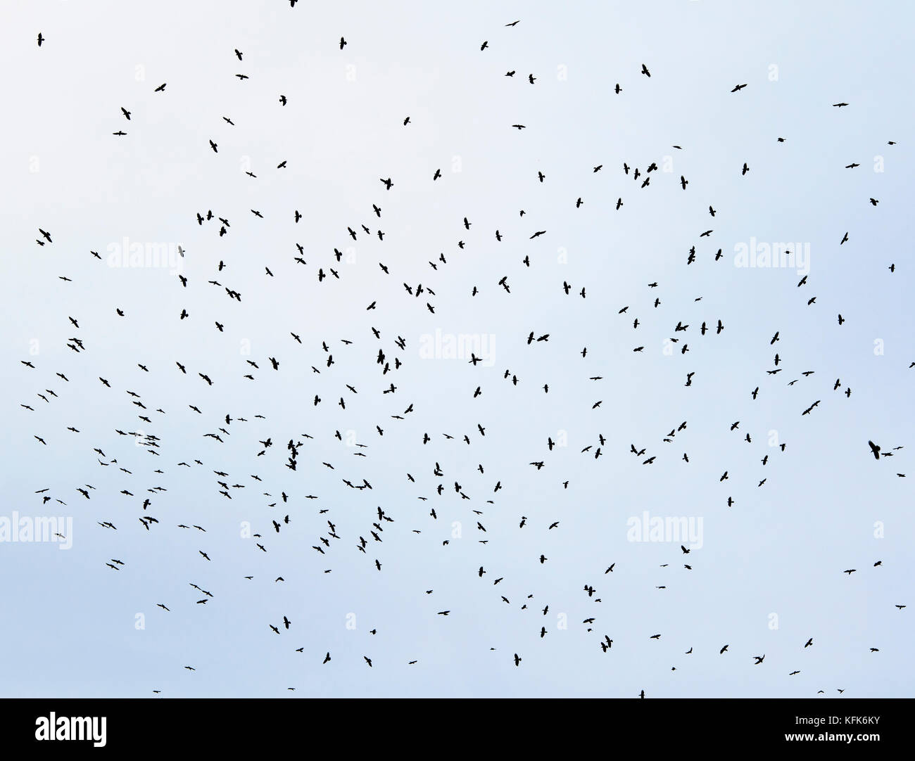 a large flock of black birds, rooks circling high in the blue sky