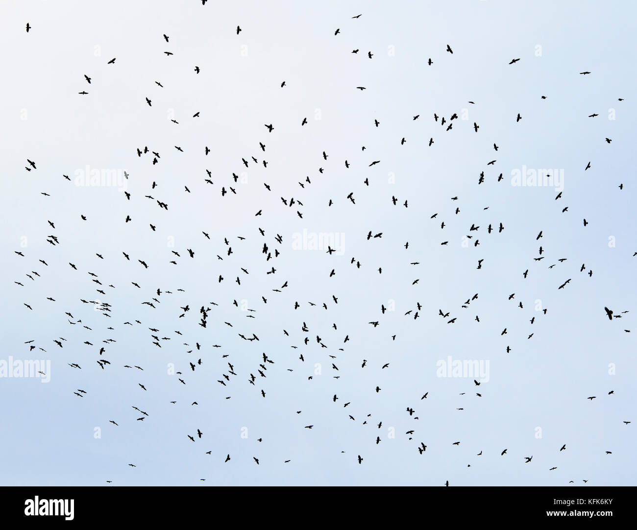 a large flock of black birds, rooks circling high in the blue sky background Stock Photo