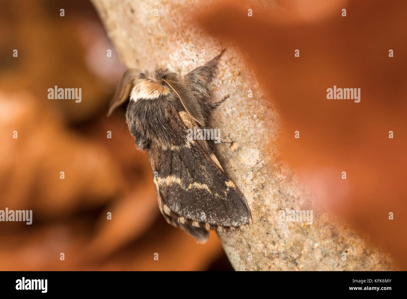 December Moth (Poecilocampa populi) Stock Photo