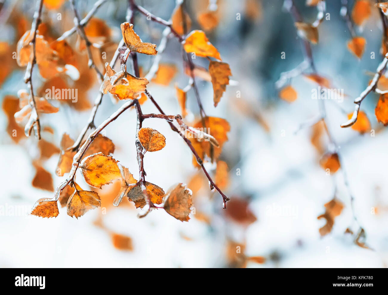 birch branches with yellow leaves covered with a shiny crust of ice in ...