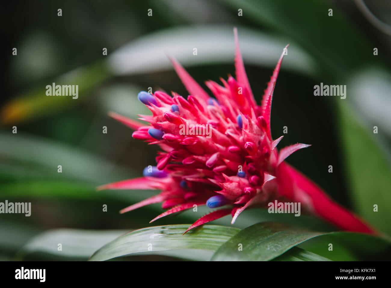 Close up on bromeliaceae  leaf, top view Stock Photo