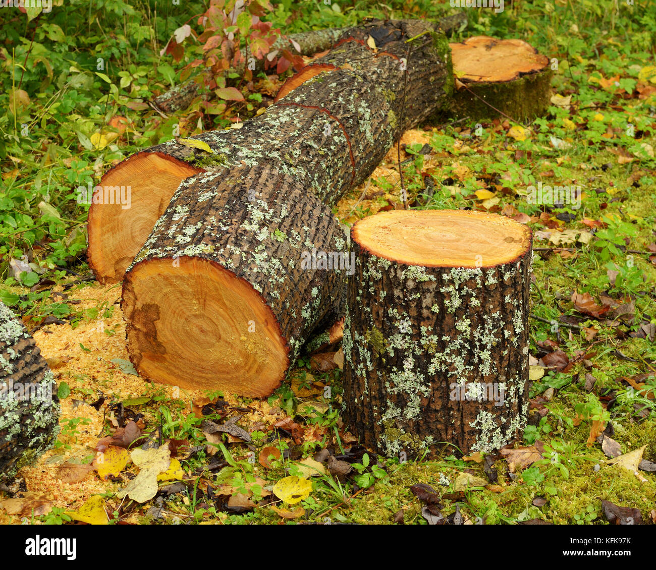 A tree to cut for firewood.They will heat house Stock Photo Alamy