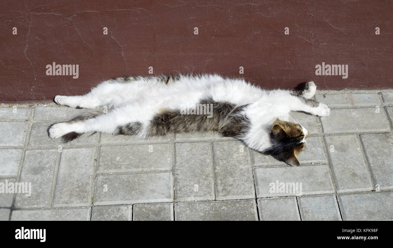 Cat resting outside in a warm Sunny day Stock Photo - Alamy