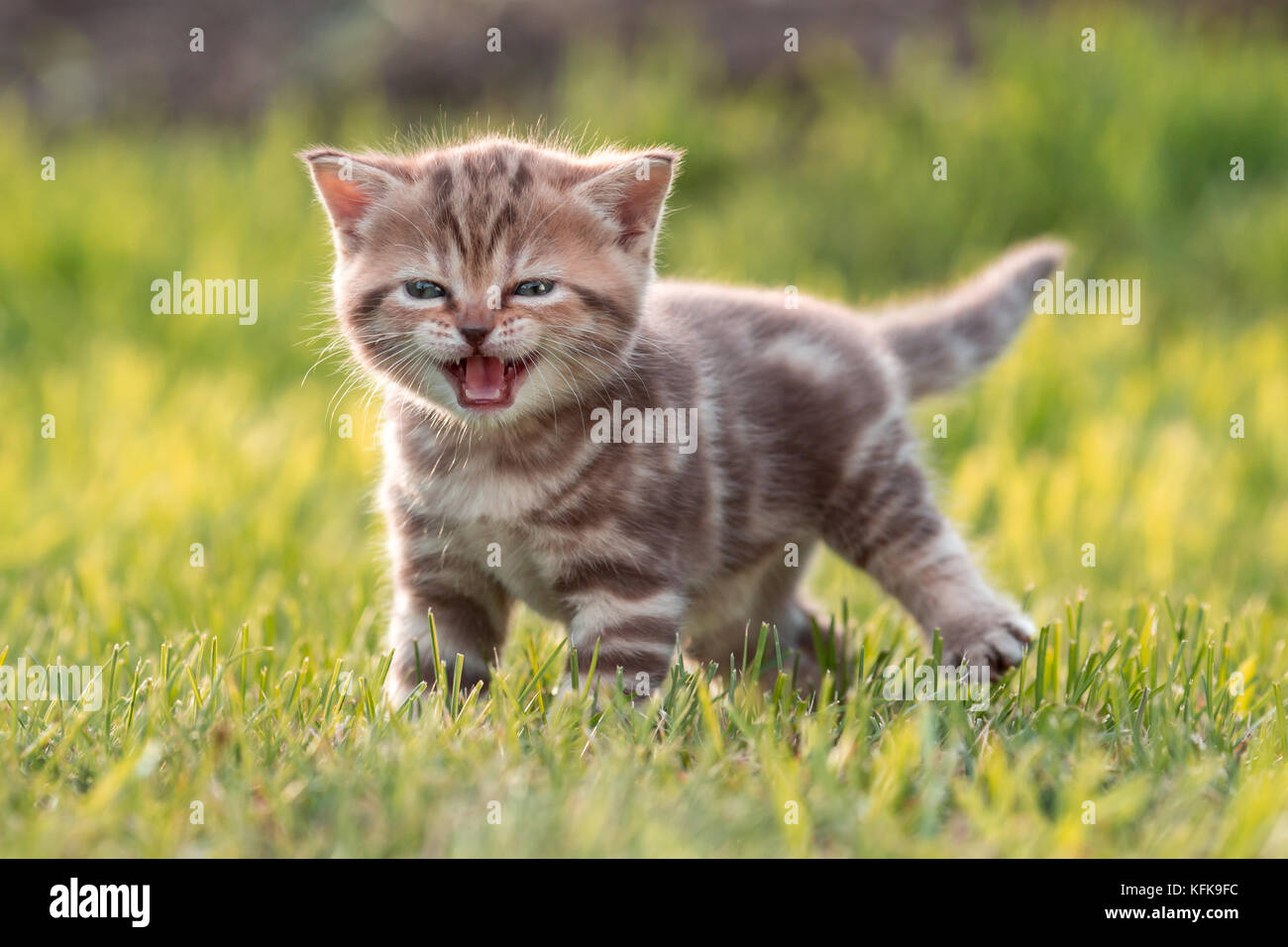 Young cute cat meowing in grass Stock Photo