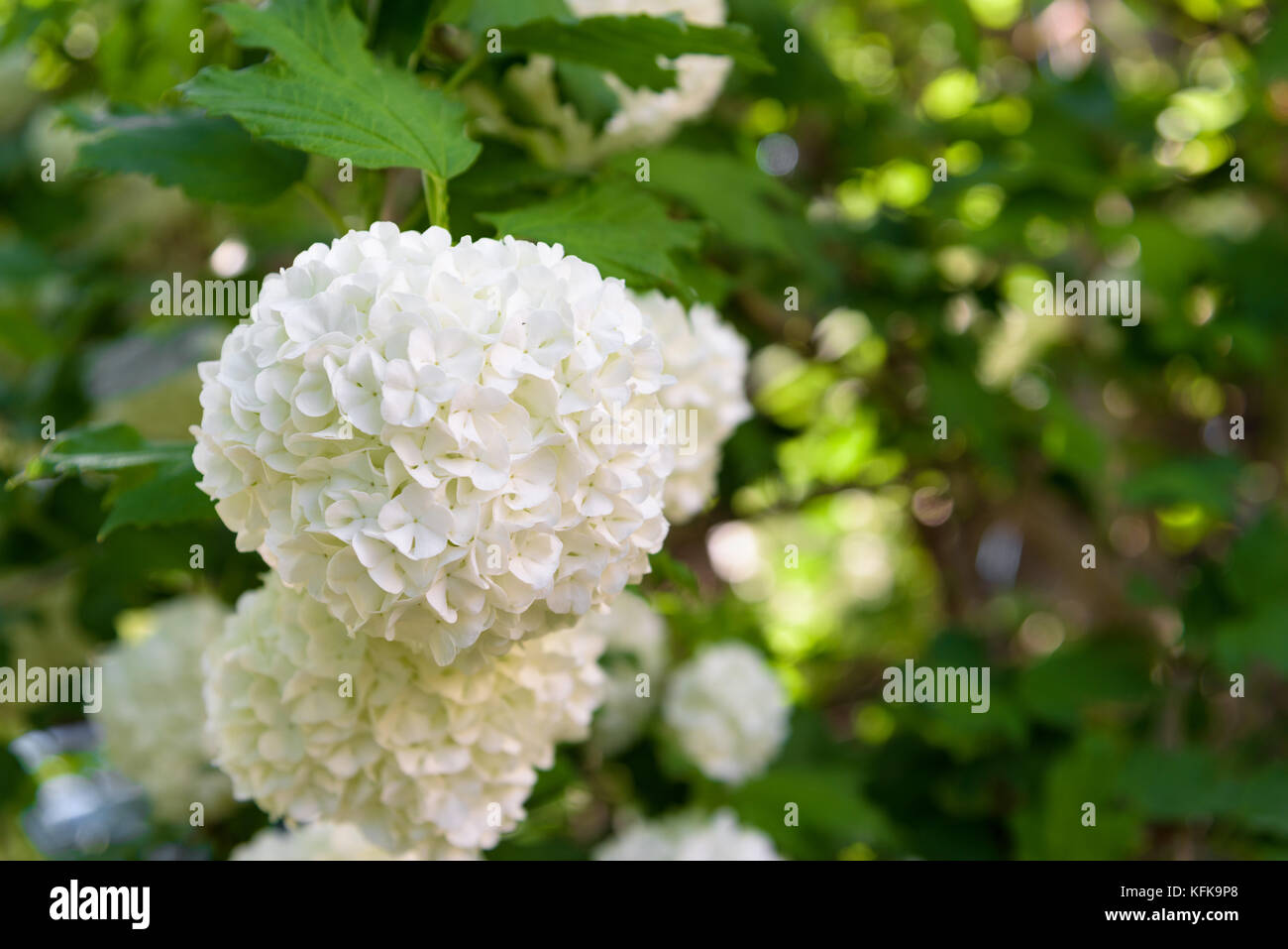 Hydrangea Annabelle white flower closeup Stock Photo