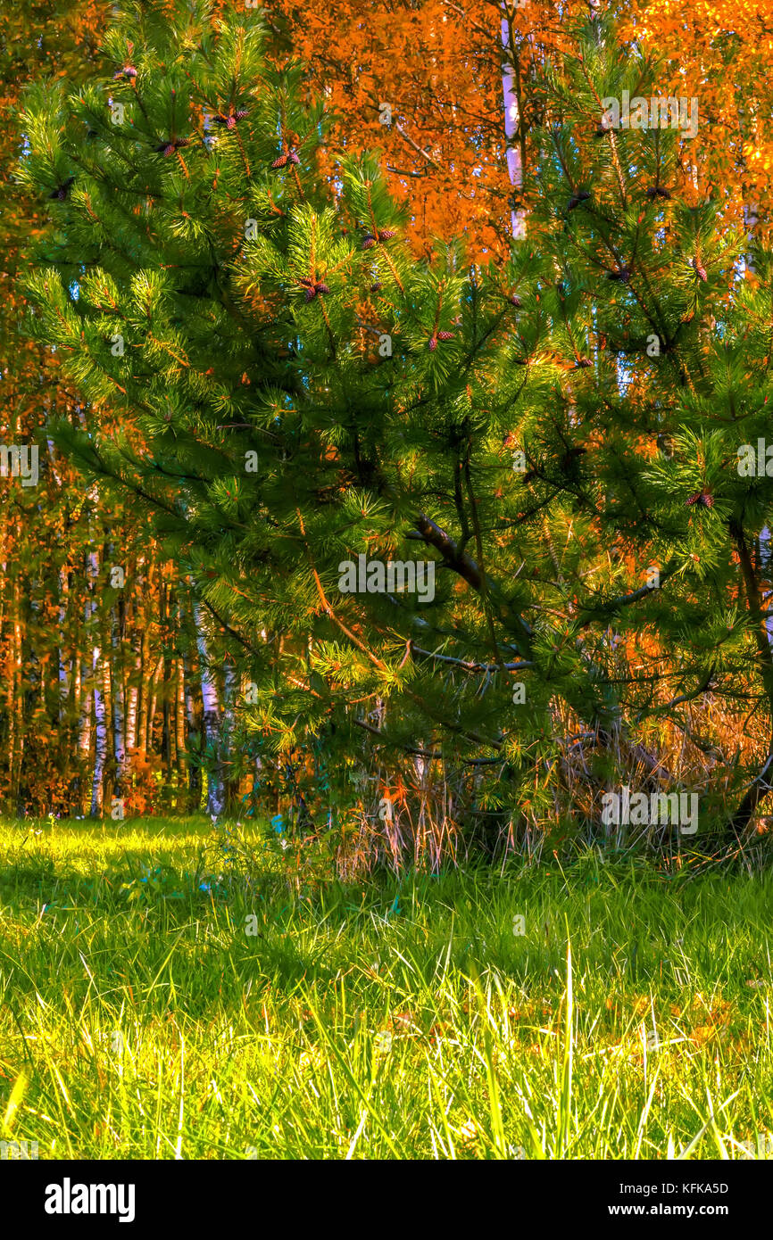Green mountain pine (Pinus mugo) in the meadow on colorful autumn birch forest background. Stock Photo